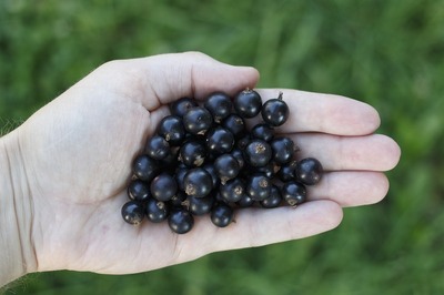 打敗藍莓 蔓越莓 花青素之王竟是這顆黑色小鋼炮 護眼 解毒 抗老效果猛增170 每日健康health 每日健康