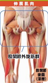 下半身肥胖又水腫 都是髖關節毒素太多了 1分鐘骨盆微扭操加速排毒 每日健康health 每日健康health