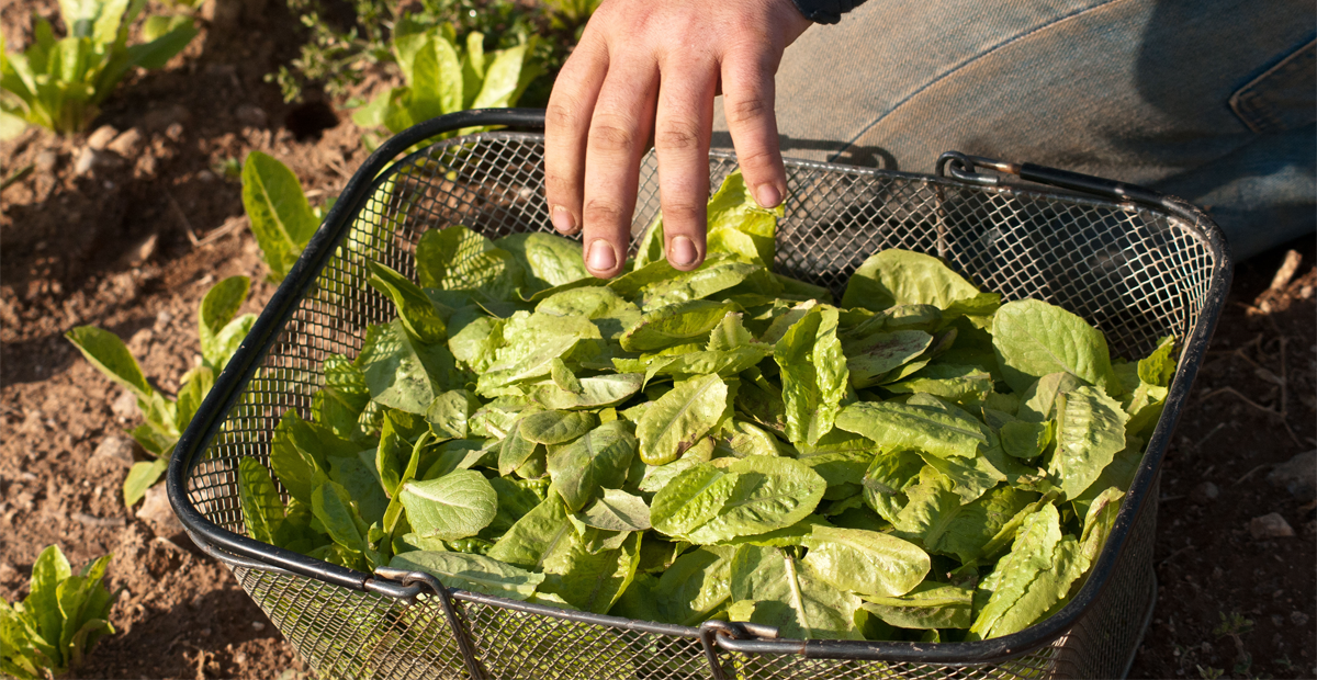 edible amaranth