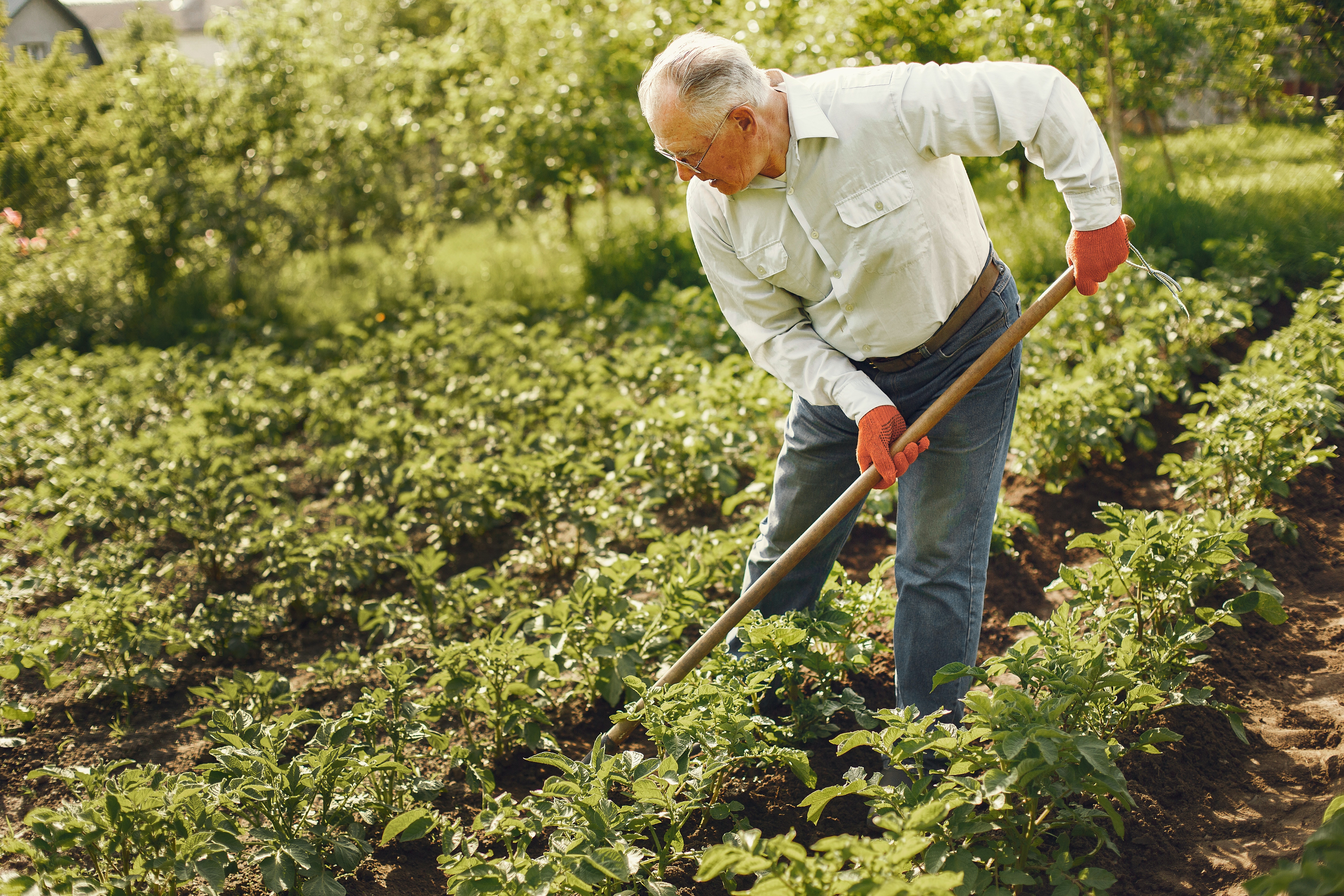 你家的阿公阿嬤，喜歡種花花草草嗎？最新研究：「開心農場」有助延緩老人癡呆